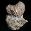 Large Platystrophia Brachiopod Fossil - Kentucky #6625-1